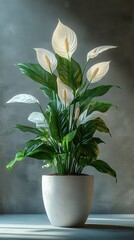 Elegant White Peace Lily in Ceramic Pot on Textured Gray Background