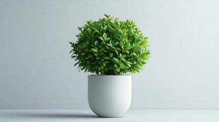 Perfectly Shaped Boxwood Topiary in White Pot on Neutral Background