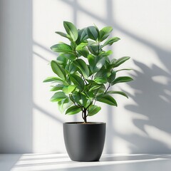 Potted Plant in Modern Interior with Sunlight and Shadow