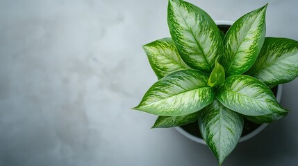Aglaonema Plant in White Pot, Top View with Copy Space