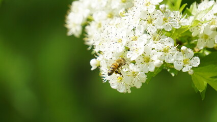 Bee collecting nectar on white blossoms in nature