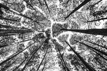 Abstract limbs reach through void