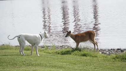 White dog encounters wild deer by the riverside