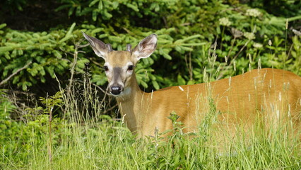 White-tailed deer in natural habitat, standing and grazing in forest and lakeside