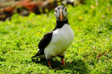 Close-Up of Atlantic Puffin Standing on Lush Green Cliffside – Colorful Beak, Bright Eyes, and Vibrant Plumage on Coastal Grassland Bright Orange Feet, Seabird Wildlife in Natural Habitat, Summer Bree