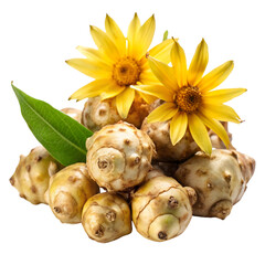 Topinambur (Jerusalem Artichoke) &ndash; Fresh Root Vegetable on Pure White Background


