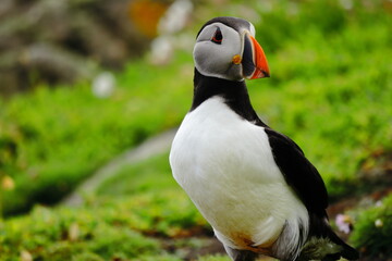 Close-Up of Atlantic Puffin Standing on Lush Green Cliffside – Colorful Beak, Bright Eyes, and Vibrant Plumage on Coastal Grassland Bright Orange Feet, Seabird Wildlife in Natural Habitat, Summer Bree