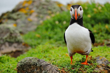 Close-Up of Atlantic Puffin Standing on Lush Green Cliffside – Colorful Beak, Bright Eyes, and...