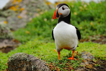 Close-Up of Atlantic Puffin Standing on Lush Green Cliffside – Colorful Beak, Bright Eyes, and Vibrant Plumage on Coastal Grassland Bright Orange Feet, Seabird Wildlife in Natural Habitat, Summer Bree