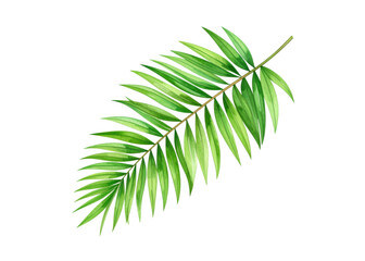 Fototapeta premium A beautifully painted green palm leaf, rendered in watercolor, perfect for adding a touch of tropical nature to invitations, posters, or digital designs.