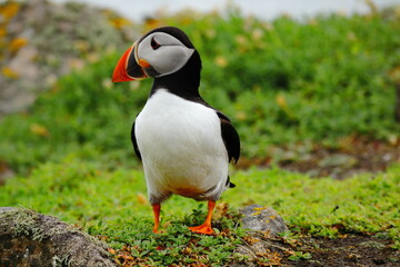 Close-Up of Atlantic Puffin Standing on Lush Green Cliffside – Colorful Beak, Bright Eyes, and Vibrant Plumage on Coastal Grassland Bright Orange Feet, Seabird Wildlife in Natural Habitat, Summer Bree