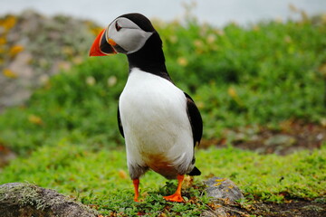 Close-Up of Atlantic Puffin Standing on Lush Green Cliffside – Colorful Beak, Bright Eyes, and Vibrant Plumage on Coastal Grassland Bright Orange Feet, Seabird Wildlife in Natural Habitat, Summer Bree