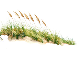 A beautiful watercolor illustration depicting lush green beach grass growing on a sandy dune, featuring distinctive feathery plumes. Ideal for nature themed designs.