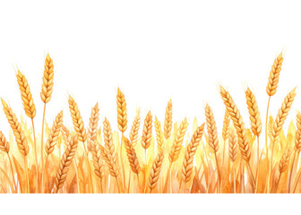 A watercolor illustration depicting a row of ripe golden wheat stalks, perfect for harvest, farm, or food related designs and borders.