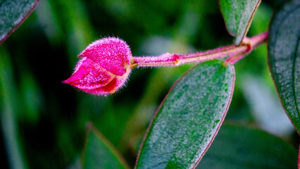 Tibouchina urvilleana (princess flower, glory bush, purple glory bush, glory tree, glory flower). This plant native to Brazil
