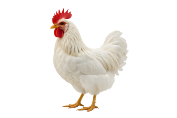 White rooster, full shot, against black background