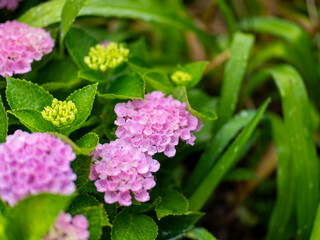雨に濡れたピンク色の小さな紫陽花
