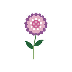 scabiosa-on-white-background--.svg