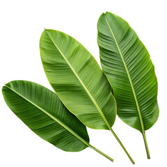 Green leaf or multiple green leaves isolated on white background with natural texture and fresh botanical details
