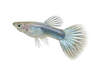 Fototapeta premium [Transparent Background PNG]Closeup of a Colorful Guppy Fish