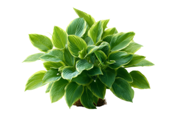 [Transparent Background PNG]Beautiful Variegated Hosta Plant Close-Up