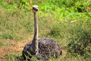 ダチョウ　Ostrich