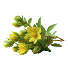 Fototapeta premium [Transparent Background PNG]Close-up of Bright Yellow Flowers and Buds