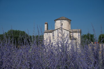 View of the medieval church through lavender flowers