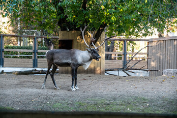 Reindeer stands quietly in a fenced enclosure surrounded by trees. The setting emphasizes a...