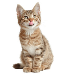 [Transparent Background PNG]Cute Kitten with Pink Tongue