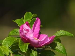 Pink Wild Rose Bloom in Sunlight