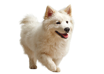 Obraz premium [Transparent Background PNG]Adorable White Puppy Running in Studio