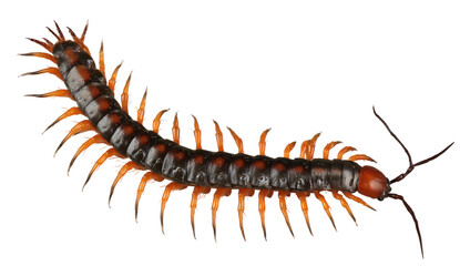 Obraz premium [Transparent Background PNG]Close-up Image of a Centipede