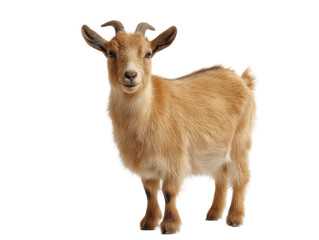 Obraz premium [Transparent Background PNG]Adorable Baby Goat Portrait Against White Background