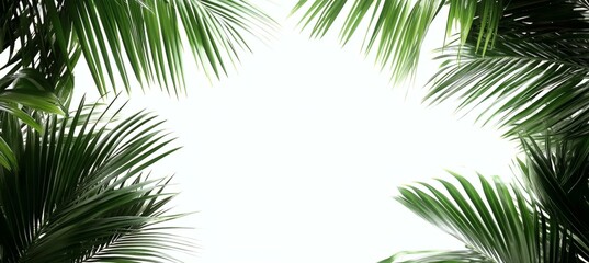 Naklejka premium Tropical Palm Leaves Frame Background