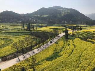 The 55,000 hectares of rapeseed in Eastern Yunnan Province, karst landscape, earliest large-scale...