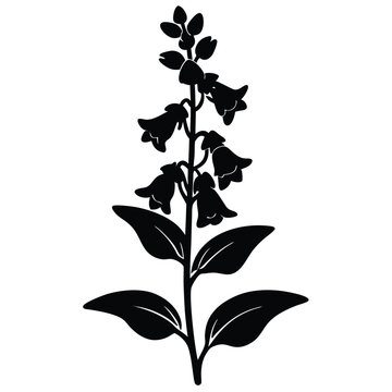 Vibrant Beardtongue Flower on White Background