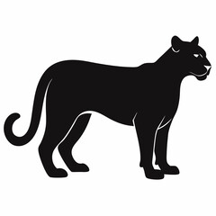 Cougar on white background 