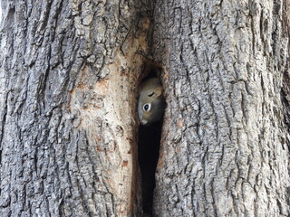 Squirrel Peeking Out from Tree Hollow