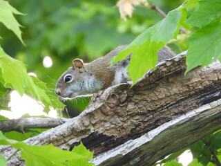 Curious Squirrel on Tree Branch