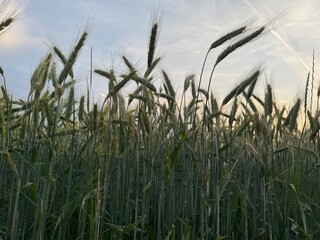 grass and sky