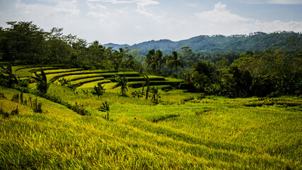 Terraced rice fields glow under the clear midday sun, with a lush tropical forest in the...