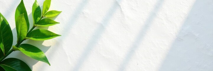 White background, plant shadow highlights stone texture, contemporary, greenery, sustainable