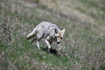 Young Coyote Strolling in the Bush