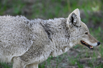 Young Coyote Strolling in the Bush