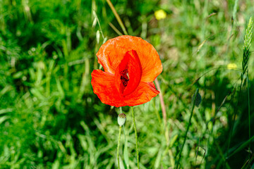Summer morning photo sketches of nature
