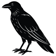 Fototapeta premium A black raven stands alone in profile on white background