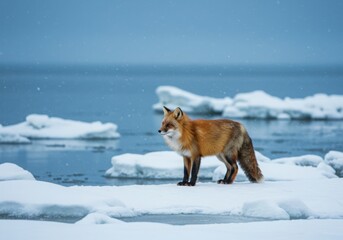 Fototapeta premium Red fox standing on ice in a winter landscape near the sea