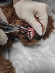 Pulling out milk canines in a puppy