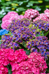 Obraz premium 紫陽花・あじさい・アジサイ